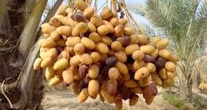 آغاز برداشت رطب نوبرانه آلمهتری در جنوب استان کرمان