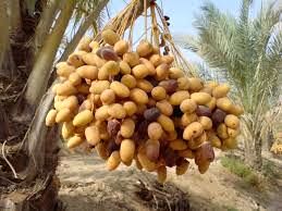 آغاز برداشت رطب نوبرانه آلمهتری در جنوب استان کرمان