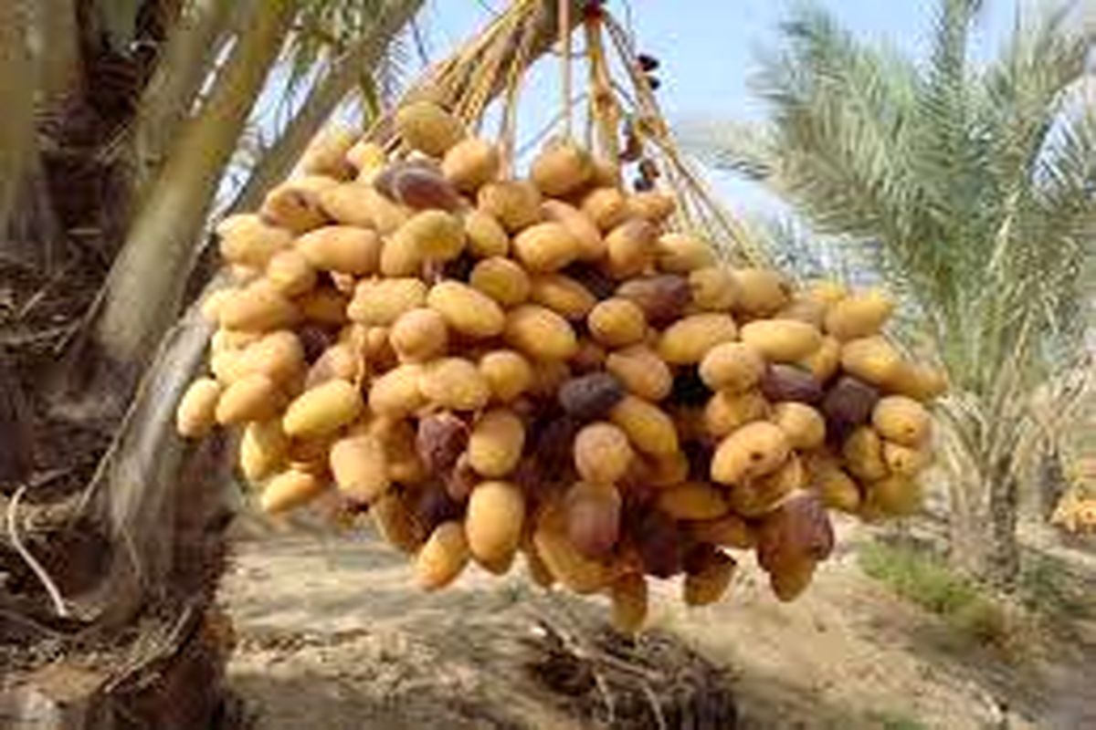 آغاز برداشت رطب نوبرانه آلمهتری در جنوب استان کرمان