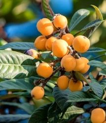 برداشت ۷۵۰ تن ازگیل ژاپنی در باغات استان گیلان