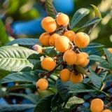 برداشت ۷۵۰ تن ازگیل ژاپنی در باغات استان گیلان