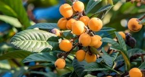 برداشت ۷۵۰ تن ازگیل ژاپنی در باغات استان گیلان