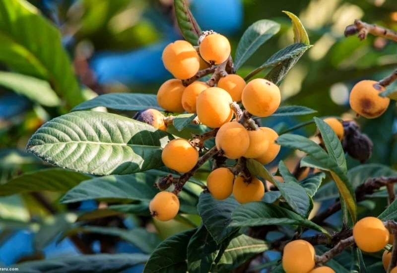 برداشت ۷۵۰ تن ازگیل ژاپنی در باغات استان گیلان