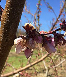خسارت سنگین سرمای بهاره به باغات سیب سمیرم