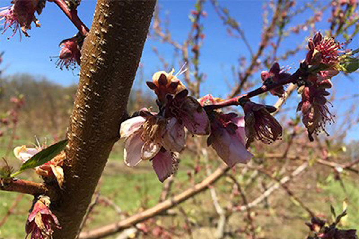 خسارت سنگین سرمای بهاره به باغات سیب سمیرم