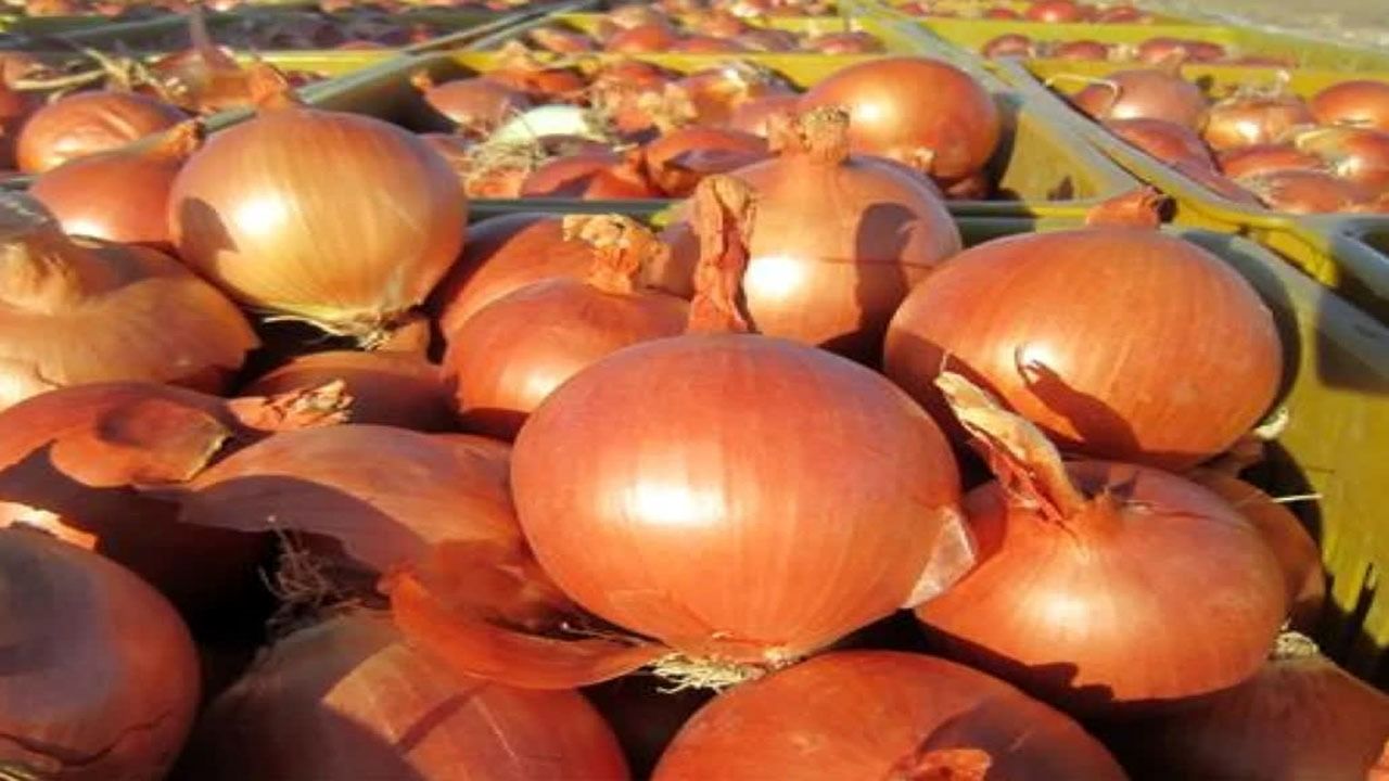 پیش‌بینی تولید ۲۱ هزار تن پیاز در کازرون