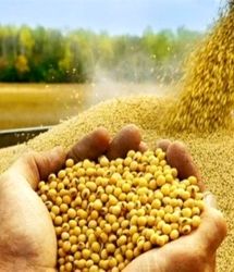 قیمت خرید تضمینی سویا ۴۳۰ هزار ریال شد