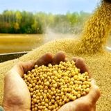قیمت خرید تضمینی سویا ۴۳۰ هزار ریال شد