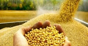 قیمت خرید تضمینی سویا ۴۳۰ هزار ریال شد