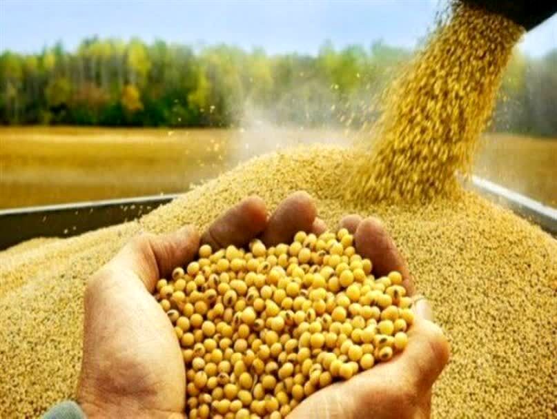 قیمت خرید تضمینی سویا ۴۳۰ هزار ریال شد