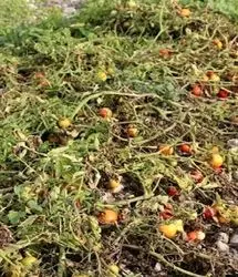 خسارت بارش سنگین به ۵۰۰ هکتار از مزارع گوجه فرنگی بردخون شهرستان دیر