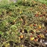 خسارت بارش سنگین به ۵۰۰ هکتار از مزارع گوجه فرنگی بردخون شهرستان دیر