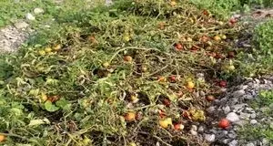 خسارت بارش سنگین به ۵۰۰ هکتار از مزارع گوجه فرنگی بردخون شهرستان دیر