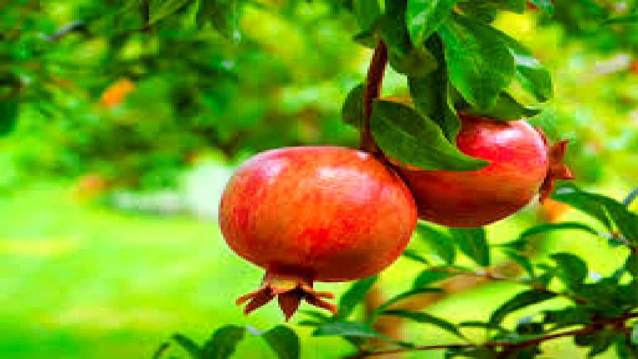 برداشت ۳۰۰ تن انار شیرین در روستای انبوه