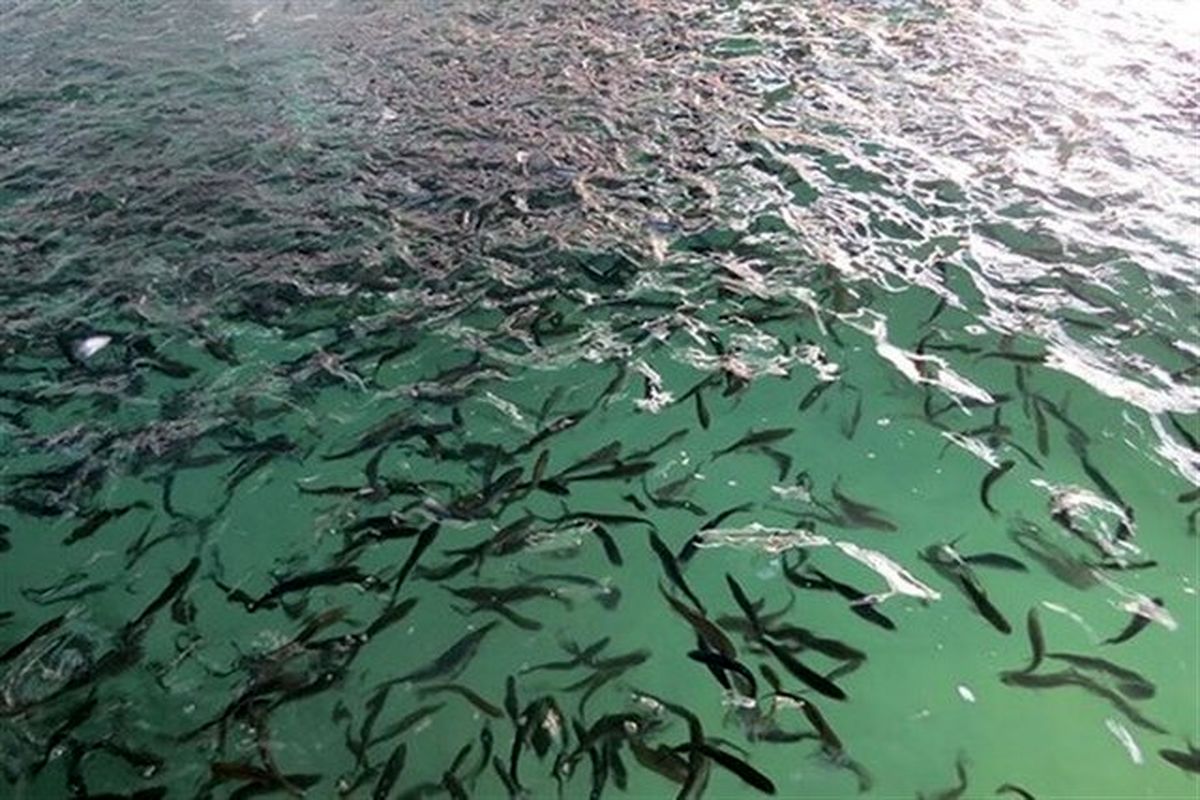 رهاسازی ۴۲۰ هزار قطعه بچهماهی از گونههای بومی در تالاب بینالمللی شادگان