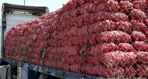 قیمت پیاز به‌زودی متعادل می‌شود