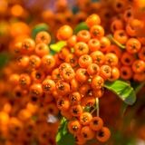 آغاز برداشت زالزالک در استان قزوین