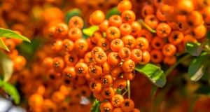 آغاز برداشت زالزالک در استان قزوین
