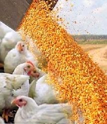 استفاده از هورمون یا تریاک در مرغداری‌ها صحت ندارد