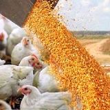 استفاده از هورمون یا تریاک در مرغداری‌ها صحت ندارد