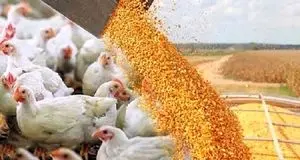 استفاده از هورمون یا تریاک در مرغداری‌ها صحت ندارد