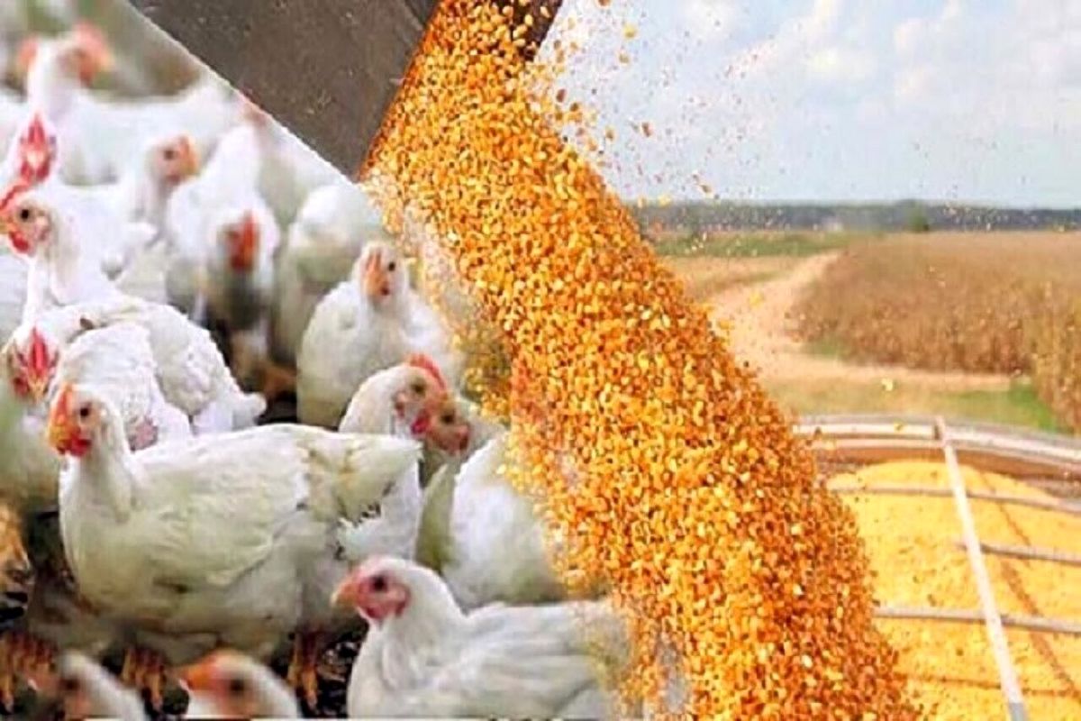 استفاده از هورمون یا تریاک در مرغداری‌ها صحت ندارد