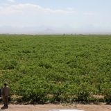 تولید و برداشت ۳۸۰ تن پسته در استان زنجان