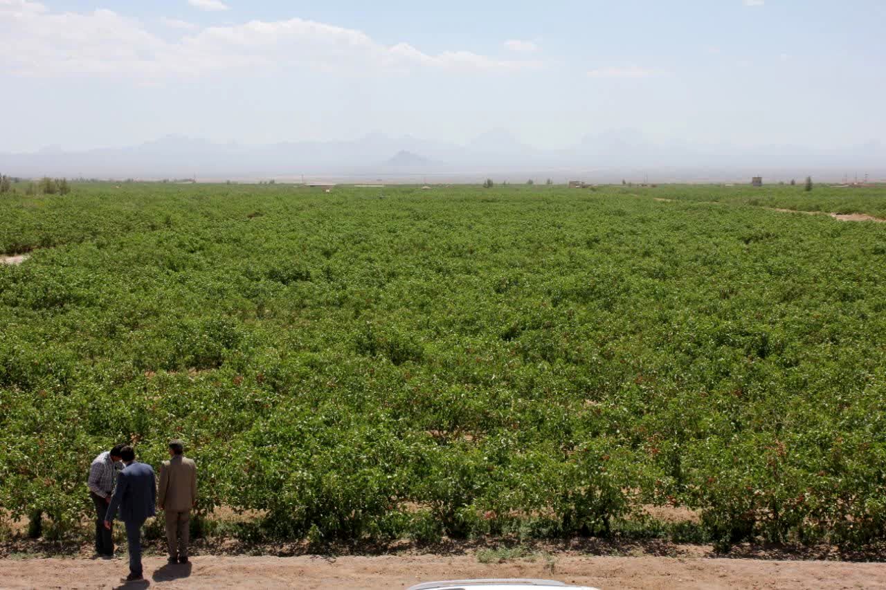 تولید و برداشت ۳۸۰ تن پسته در استان زنجان