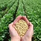 برداشت حدود ۹۲۰ تن محصول سویا در ساری