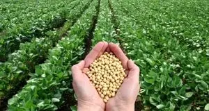 برداشت حدود ۹۲۰ تن محصول سویا در ساری