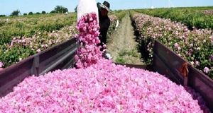 برداشت ۷۰۰ تن گل محمدی در ملایر