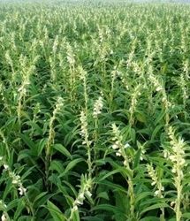 برداشت کنجد سفید در گیلانغرب برای اولین بار