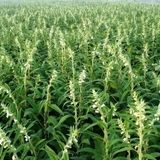 برداشت کنجد سفید در گیلانغرب برای اولین بار