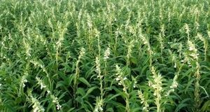 برداشت کنجد سفید در گیلانغرب برای اولین بار