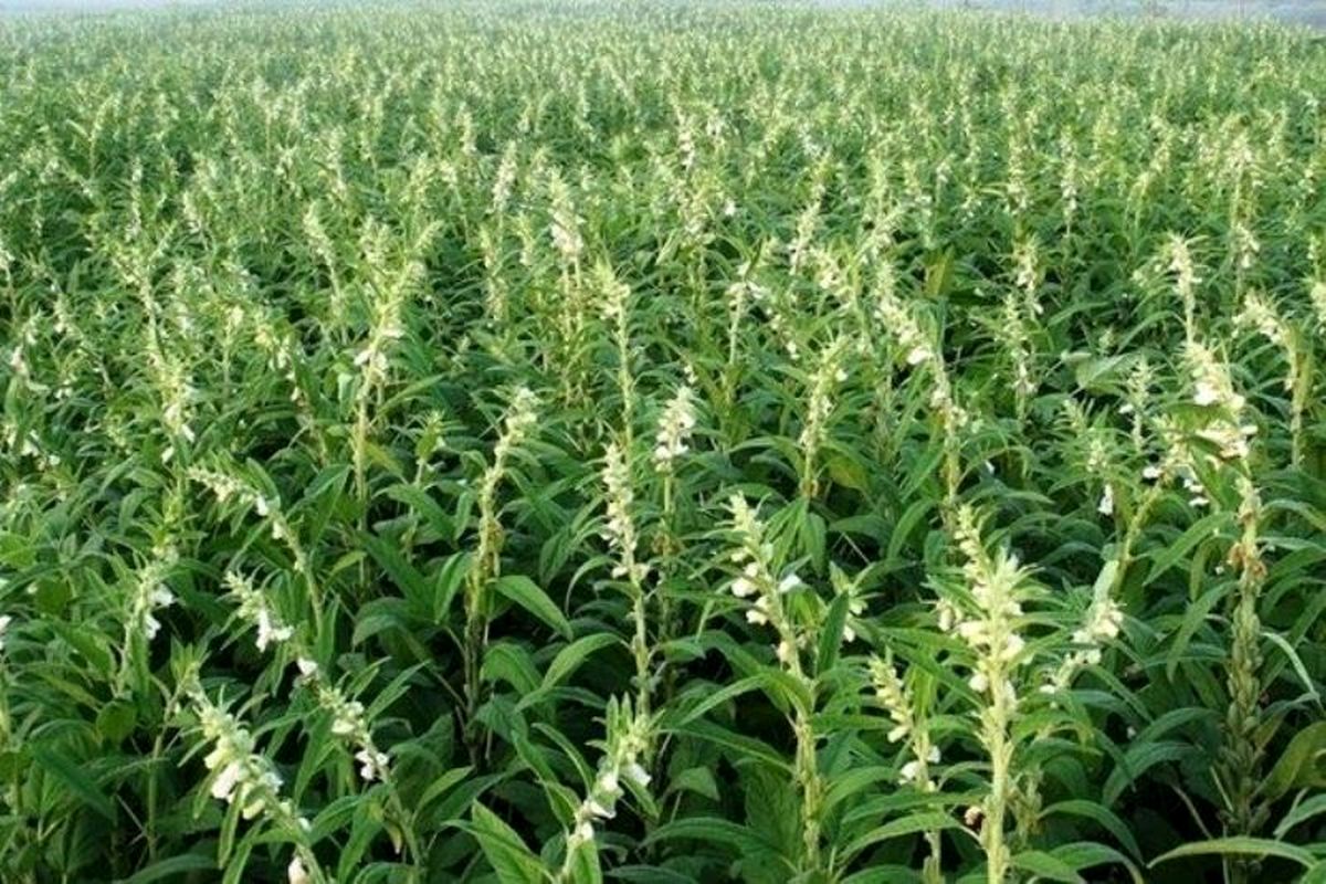 برداشت کنجد سفید در گیلانغرب برای اولین بار