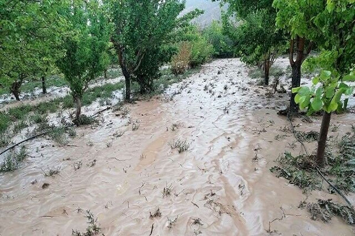 خسارت سنگین سیل به باغات شهرستان‌های جنوب شرقی استان فارس