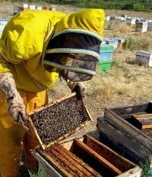 رکوردشکنی تولید عسل در استان آذربایجان‌شرقی با رشد ۱۰ درصدی نسبت به سال گذشته
