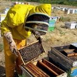 رکوردشکنی تولید عسل در استان آذربایجان‌شرقی با رشد ۱۰ درصدی نسبت به سال گذشته