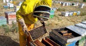 رکوردشکنی تولید عسل در استان آذربایجان‌شرقی با رشد ۱۰ درصدی نسبت به سال گذشته