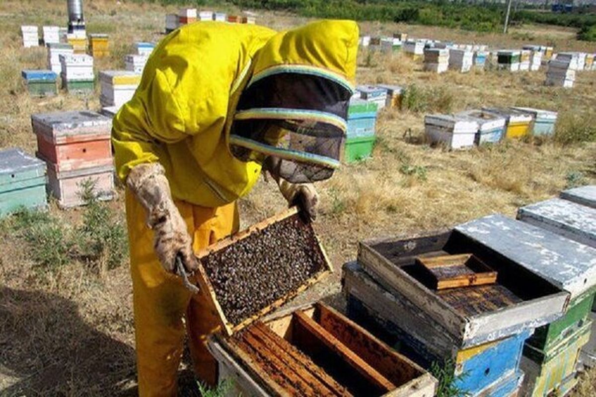 رکوردشکنی تولید عسل در استان آذربایجانشرقی با رشد ۱۰ درصدی نسبت به سال گذشته
