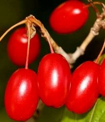 پیش‌بینی برداشت ۴۲۰۰ تن زغال اخته در استان قزوین
