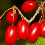 پیش‌بینی برداشت ۴۲۰۰ تن زغال اخته در استان قزوین