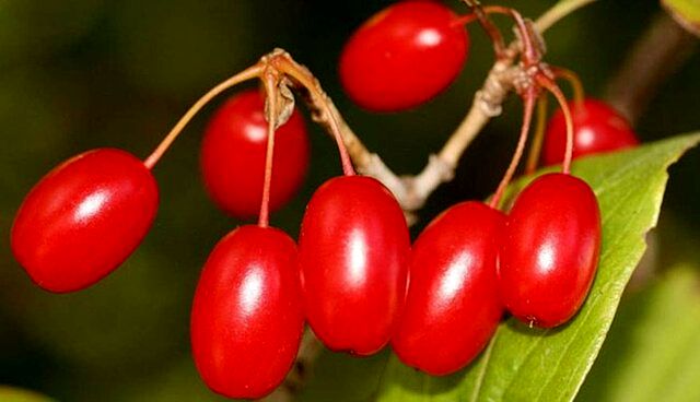 پیش‌بینی برداشت ۴۲۰۰ تن زغال اخته در استان قزوین