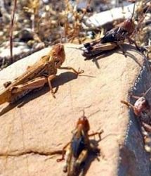 احتمال حمله ملخ صحرایی به استان‌های جنوبی