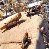 احتمال حمله ملخ صحرایی به استان‌های جنوبی