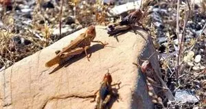 احتمال حمله ملخ صحرایی به استان‌های جنوبی