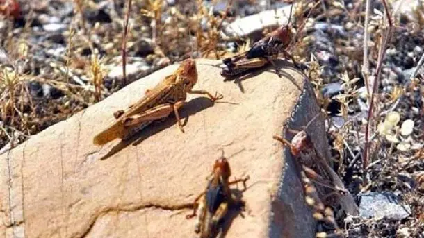 احتمال حمله ملخ صحرایی به استان‌های جنوبی