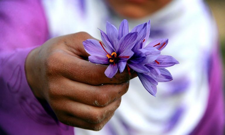 نمایشگاه و جشنواره روز ملی زعفران در شهرهای مختلف استان خراسان رضوی آغاز شد