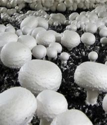 دلیل کاهش ۵۰ درصدی توزیع قارچ اعلام شد