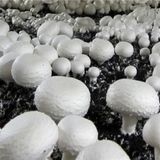 دلیل کاهش ۵۰ درصدی توزیع قارچ اعلام شد